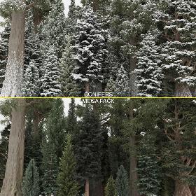 40+40 Conifer Trees 3D model